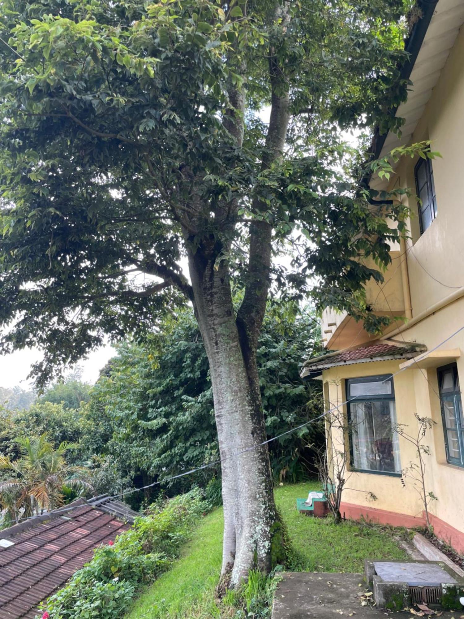 Glenwood Coonoor