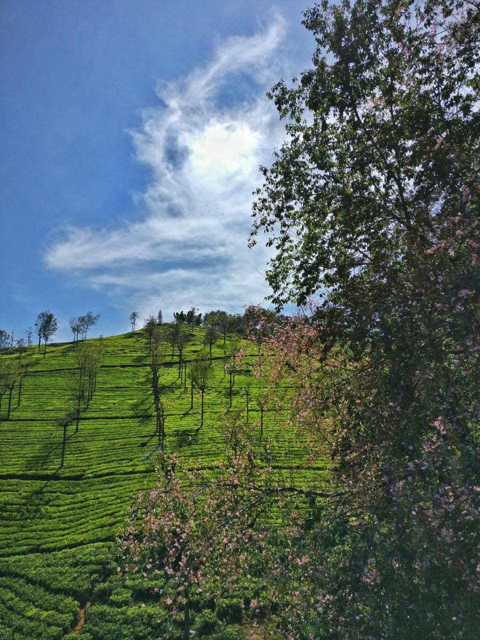 Erin Coonoor